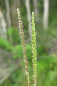 Image result for Sacciolepis indica