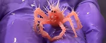 Image result for Crabbea nana