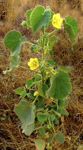 Image result for Abutilon grantii
