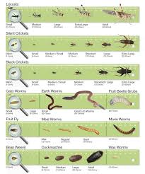 Bearded Dragon Food Chart Google Search Bearded Dragon Care Bearded Dragon Food Bearded Dragon Diet