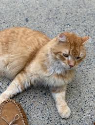 He disappeared from my home june 23rd wednesday. A W S O M Tabby Orange White Domestic Long Hair Tobyhanna Pa 18466 Found On 09 08 2020 Lakeside Drive Tobyhanna Pa Near Rte 423 Long Haired Orange Tabby With Floofy Tail Very Sweet And