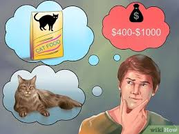 Find local maine coon in cats and kittens in the uk and ireland. 3 Ways To Identify A Maine Coon Wikihow