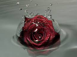 Wallpaper Rose Flower Bud Drops Sprays Water 3d Rose Live Wallpaper Apk Free Download Hd Wallp In 2020 Beautiful Red Roses Blue Roses Wallpaper Rose Wallpaper