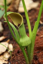 Image result for Stylochaeton