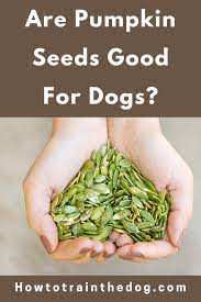 Can Dogs Eat Pumpkin Seeds A Natural Remedy For Worms In Dogs Pumpkin Seeds Benefits Can Dogs Eat Pumpkin Pumpkin Seeds