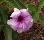 Image result for Ipomoea blepharophylla