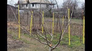 Tunderea Pomilor Fructiferi 03 03 2019 Formare Coroana Youtube