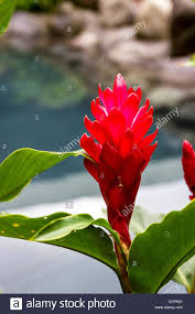 Close Up Of A Beautiful Red Ginger Flower In The Rainforest Of Costa Stock Photo 120345625 Alamy Ginger Flower Flowers Tropical Flowers