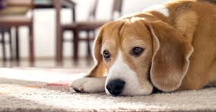 Since dogs usually show only mild warning signs, cases of hemangiosarcoma may not be detected until the cancer has reached an advanced stage. 10 Signs Your Dog Is In Pain Vetdc Canine Lymphoma Experts