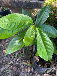 Image result for Petiveria