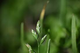 Image result for Poa annua