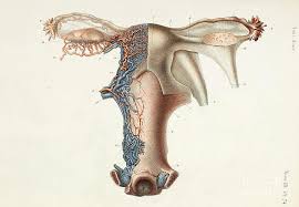 Likely to use menthol cigarettes than men 43.5 % of women. Female Internal Reproductive Organs Photograph By Science Photo Library