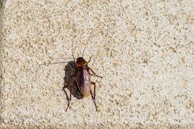 Water bug = palmetto bug = cockroach). What Attracts Palmetto Bugs Terminix