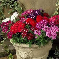 Image result for Verbena × hybrida