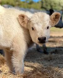 Using role play, children gain a deeper knowledge of the animals. Miniature Scottish Highland Galloway Cattle Australia