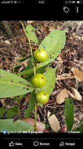 Kayu yang disimpan bersama kayu penunduk ini akan bertambah auranya.dek kerana khasiat dan kehebatannya, untuk mencari raja kayu putih tidak mudah. Saja Nak Kongsi Ini Lah Pokok S2 Khazanah Teras Kayu Facebook