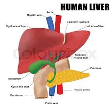 Maybe you would like to learn more about one of these? Anatomyof The Human Liver Vector Stock Vector Colourbox