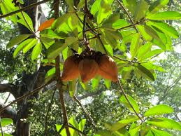 Image result for Pentadesma reyndersii