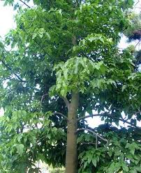 Image result for Brachychiton