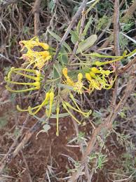 Image result for Plicosepalus sagittifolius