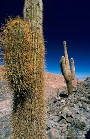 Las plantas del desierto en méxico quedan representadas por especies como el zacate, el alkali dorado, el parachute, la candelilla y la daga española, entre es un cactus espinoso, endémico del desierto de sonora. Atacama Desert Cactus Photos Different Species Of Chilean Cacti Fotos De Cactus Desierto De Atacama Flores De Desierto
