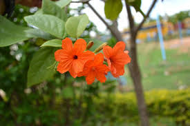 Image result for Cordia megiae