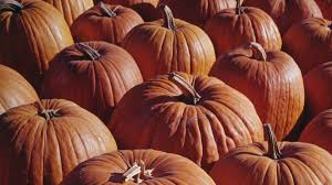 Male and female pumpkin flowers are easy to distinguish once you know the difference. 6 Things You May Not Know About Pumpkins History