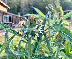 Image result for Cynara cardunculus