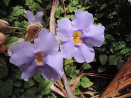 Image result for Thunbergia reticulata