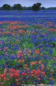 Duke Gardens Nj In Fall Wildflower Photo Wild Flowers Indian Paintbrush