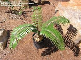 Image result for Encephalartos transvenosus