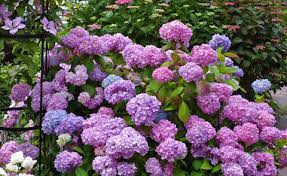 Dennoch ist eine zusätzliche isolierung gegen einflüsse der witterung empfehlenswert. Hortensien Pflege 5 Tipps Fur Perfekte Blutenpracht Mein Schoner Garten