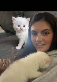 How to Know If My Flame Point Is A Siamese or A Ragdoll