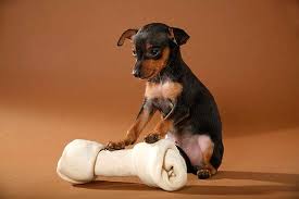 Tiere lustig archives haus tiere. Lustige Tierbilder Tierfotos Zum Lachen Die Tierexperten