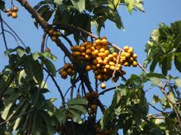 Image result for Pycnanthus