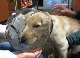 While dog portraits are a great addition to every room no matter the circumstances, they're also known to be a beautifully thoughtful memorial gift idea. Silly Dogs That Get Stuck In The Funniest Places