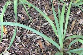 Image result for Nothoscordum borbonicum