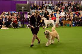 Never fret about pet mess! Meet The Breeds Of Westminster Dog Show Petplace