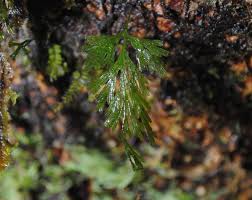 Image result for Crepidomanes