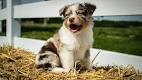 Miniature American Shepherd Dog Breed Information
