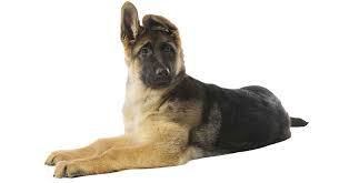 german shepherd puppy growth and development