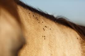Mosquito Halt Repellent Spray For Horses Fly Insect Control Farnam