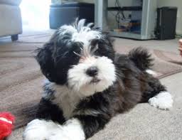 Black And White Yorkie Poo Puppies For Sale Yorkie Poo Full Grown Yorkie Dogs Yorkie Poodle Yorkie Poo Full Grown