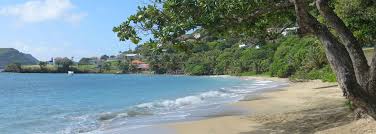 Image result for Bewsia