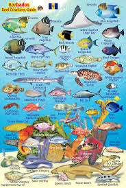 Barbados Reef Creatures Guide Franko Maps Laminated Fish