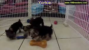 Being an intern in lexington, ky can be an exciting and rewarding experience. Yorkshire Terrier Yorkie Puppies Dogs For Sale In Louisville Kentucky Ky 19breeders Youtube