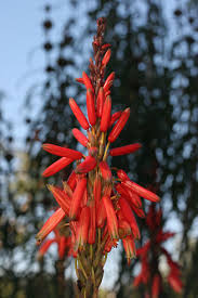 Image result for Aloe bukobana