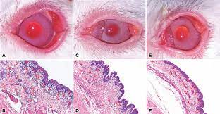 Scielo Brasil Effects Of Benzalkonium Chloride And Cyclosporine Applied Topically To Rabbit Conjunctiva A Histomorphometric Study Effects Of Benzalkonium Chloride And Cyclosporine Applied Topically To Rabbit Conjunctiva A Histomorphometric Study