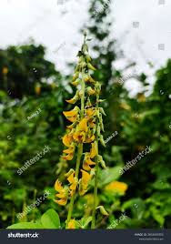 Image result for Crotalaria juncea
