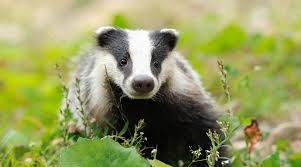 Great Badger Wallpaper Animals Badger Mammals